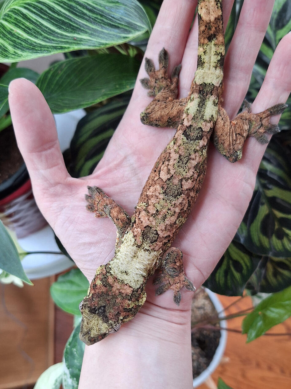 Painkiller (Dragonborn Exotics)