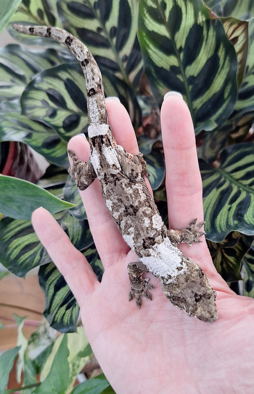 Brain Zap (Empire Exotics, Nor&#39;easter x Dreamsicle)