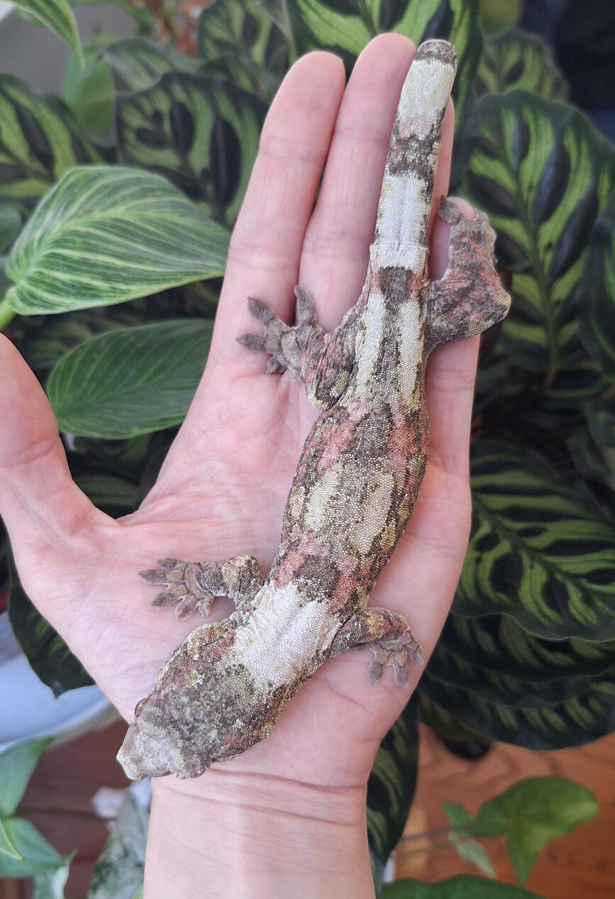 Punch Buggy (GirlZilla Geckos, Crimson Tide x Videl)