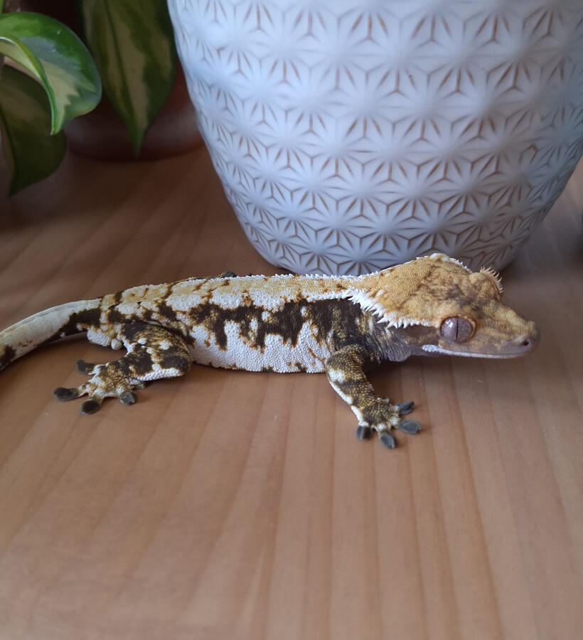Beaucoup Fish (MKS Reptiles, Sonny x Pushpop)