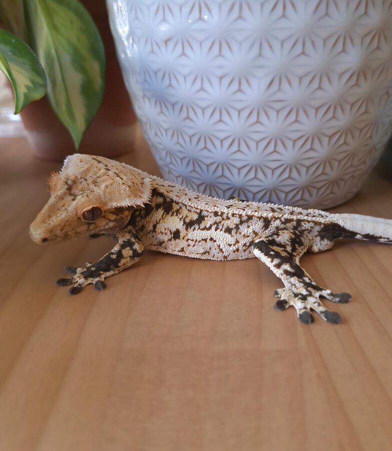 Dorodango (Jackie&#39;s Critter Collection, Holy Ravioli x Cruella)