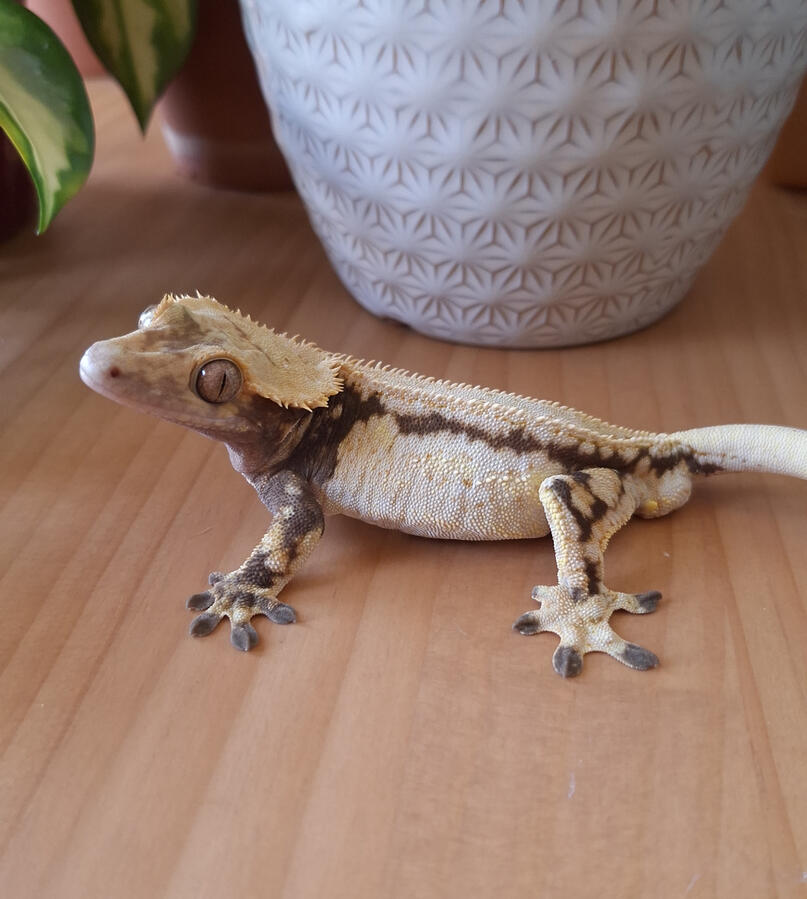 Armistice (Crimson Cresties, Winchester x War Cry)