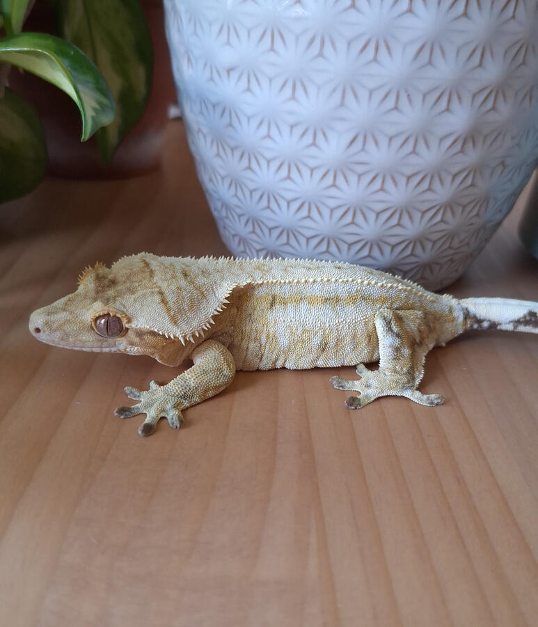 Daisy Chain (Smug Bug, Centurion x Pyrrha)