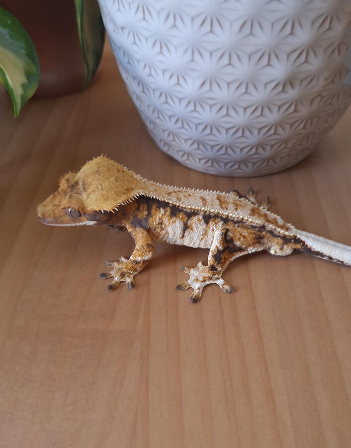 Devil you know (Aaron&#39;s Reptile Corner, Sound like a Siren x Melomaniac)