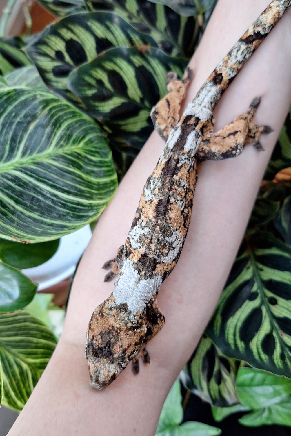 Booty(licious) Badger (ET Geckos, Antilles x Padawan)