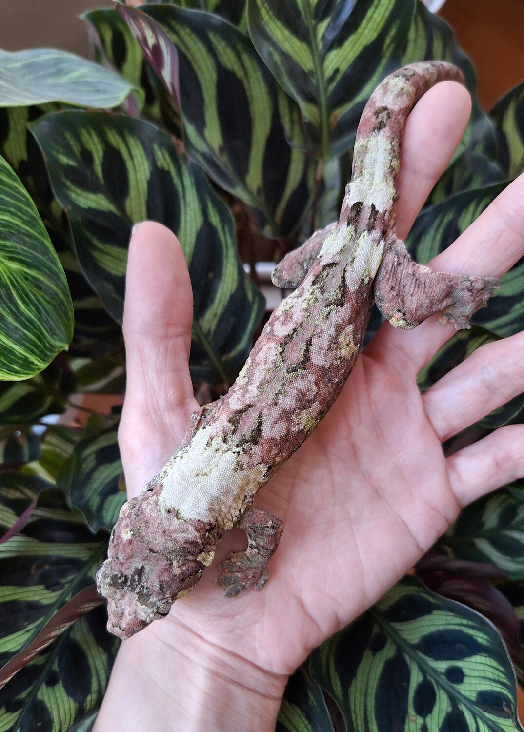 Victoria&#39;s Secret (Troy&#39;s Geckos)