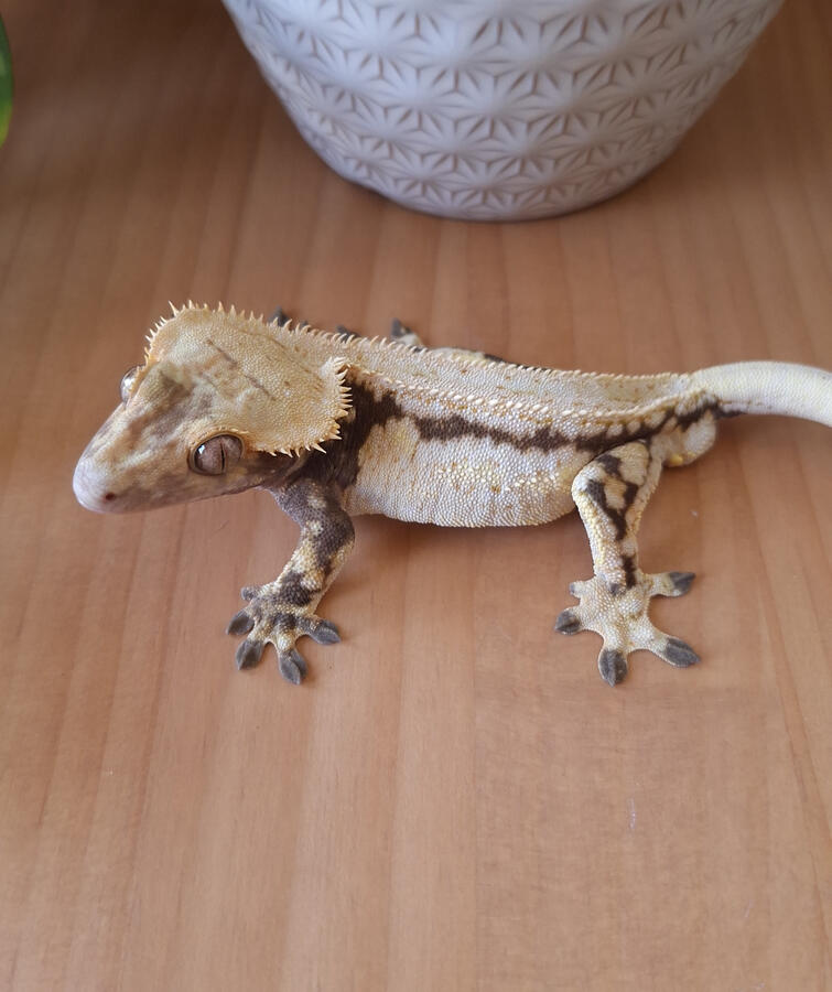 Armistice (Crimson Cresties, Winchester x War Cry)