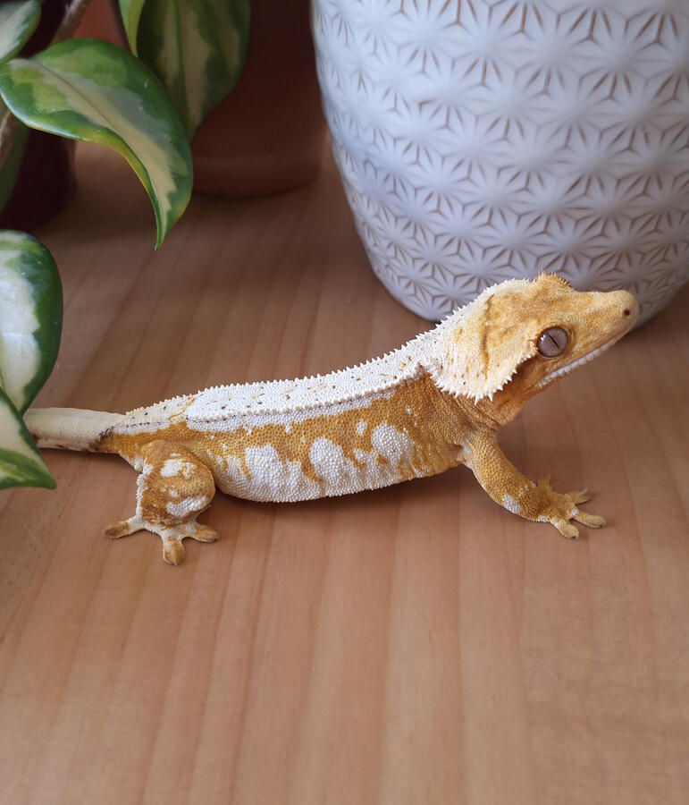 Surfin' on a Rocket (Kds Geckos, Crypto x Inori)