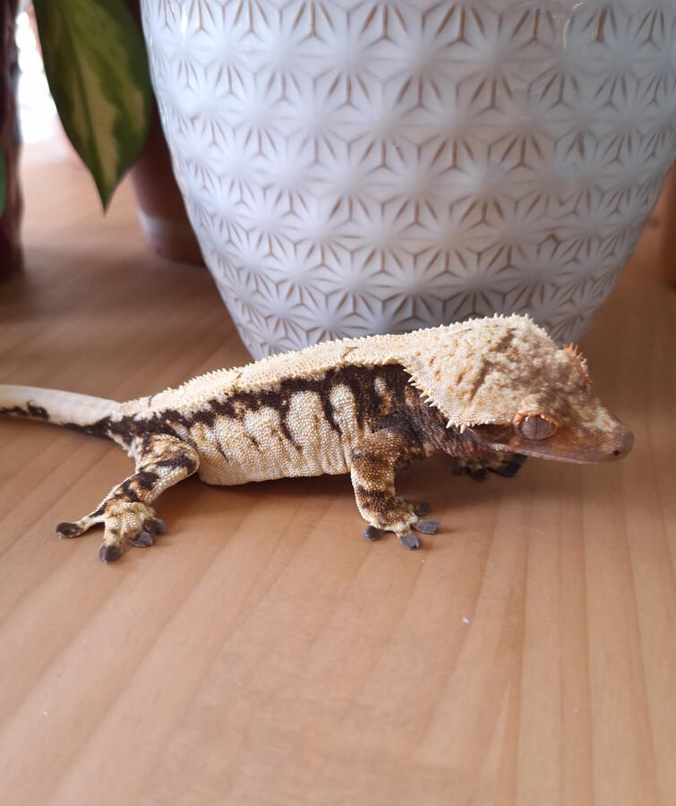 Thick Thirty (Sublime Reptiles, Joe Schmoe x Ypsilanti)