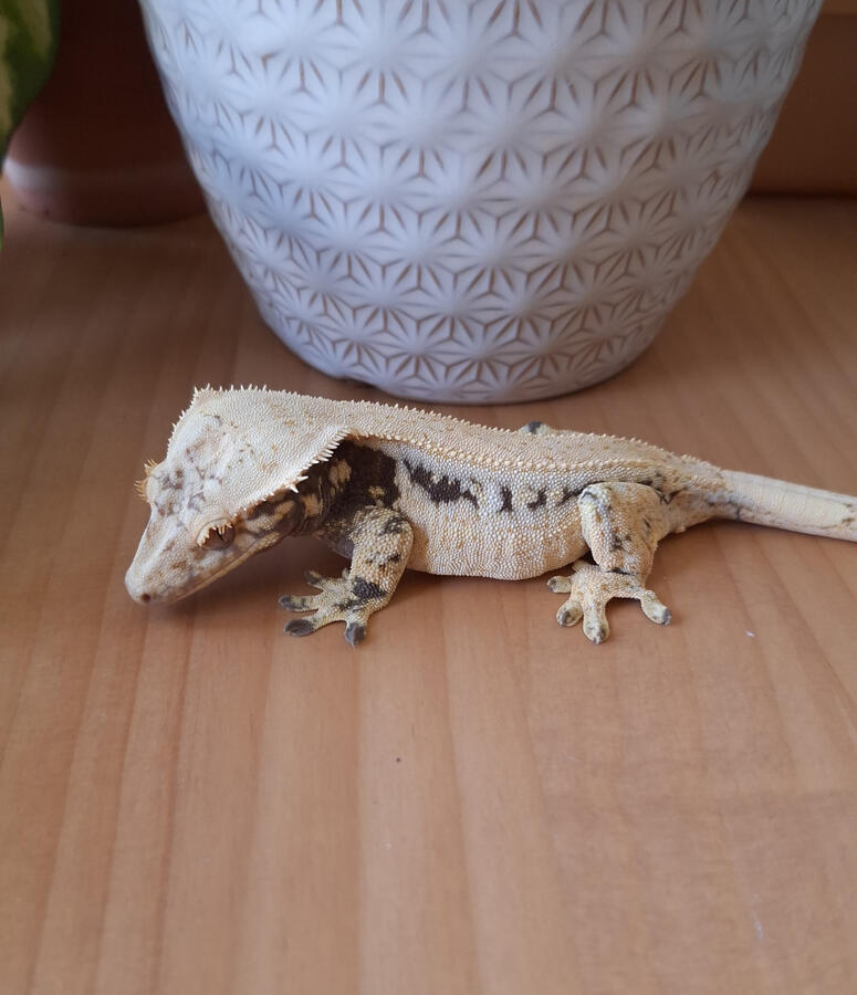 Lady (Sevachko Exotics, Cadbury x ???)