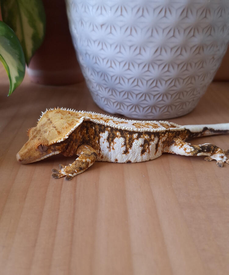Tezeta (De novo gecko, Fable x Orchid)