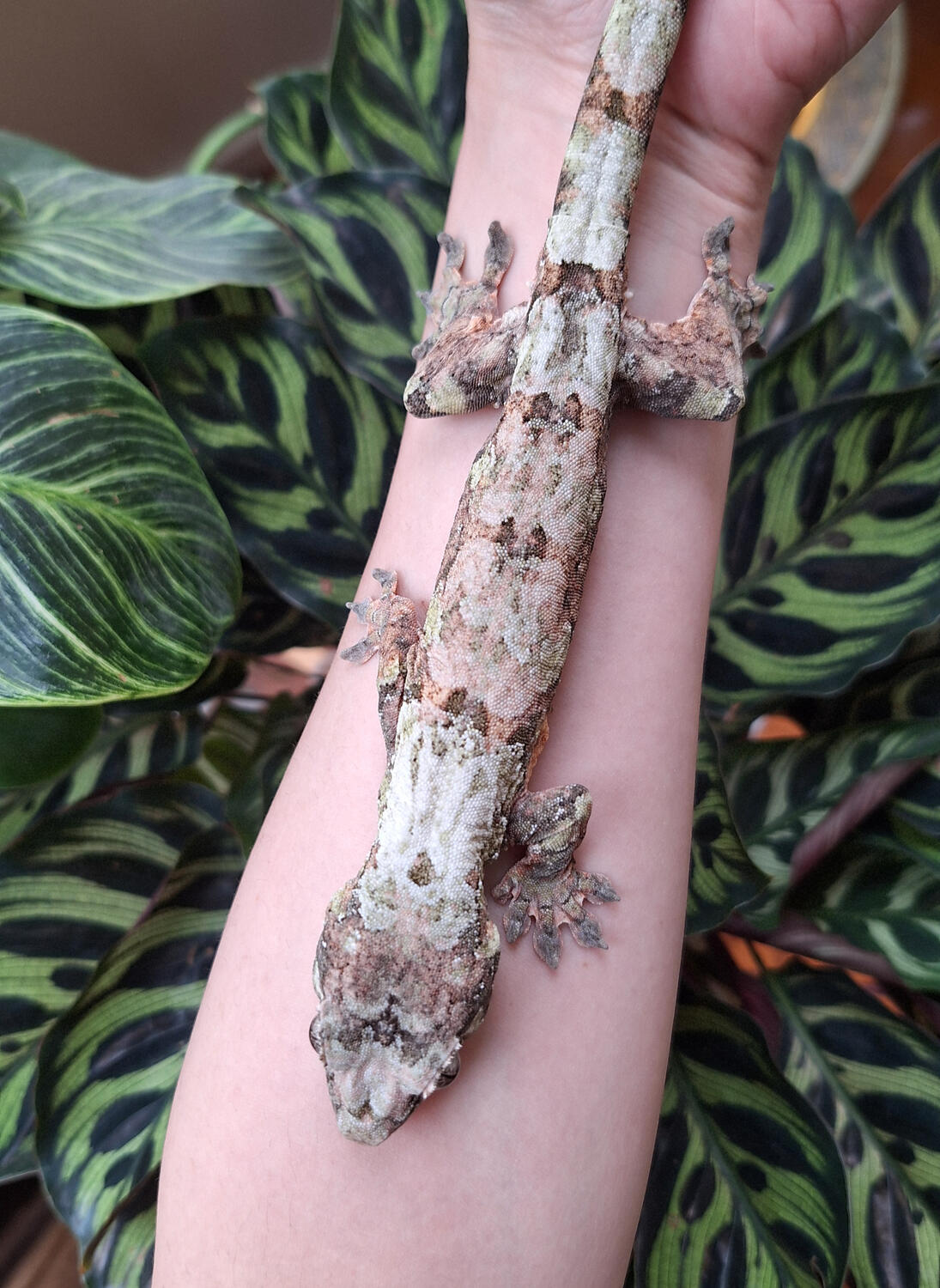 Cutty Bang (Troy&#39;s Geckos, Yv x Darnell)